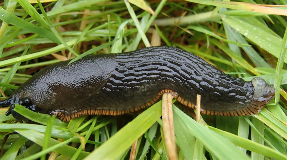 Slug - credit: Flickr/Andrew Hill (CC by N.D 2.0)